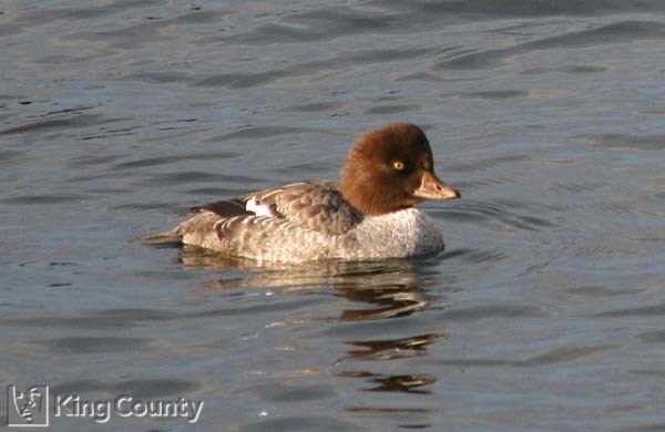 Photo of Barrow's Goldeneye - Bucephala islandica